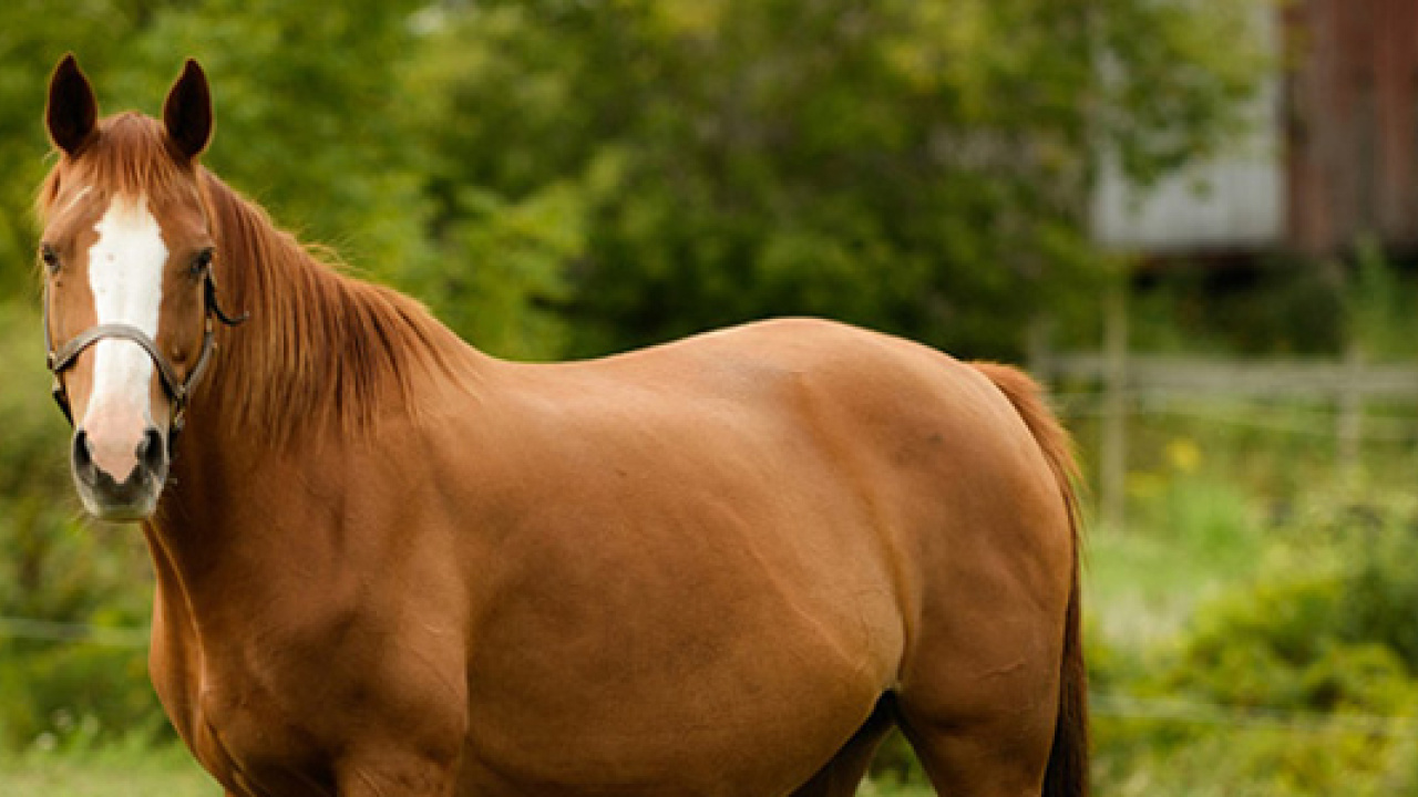 Horse Vet 3D (3DS Screenshots