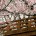 Sakura Samurai: Art of the Sword