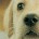 Image: Nintendogs