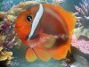 The Aquarium of Luck