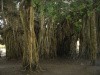 Flips: The Enchanted Wood