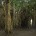 Flips: The Enchanted Wood