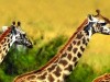 Zoo Frenzy