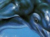 Ecco The Dolphin