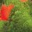 Secret of Mana