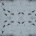 Ant Nation