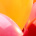 Balloon Pop Festival