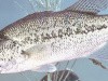 Big Bass Arcade