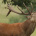 Deer Captor
