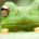 Frogger Returns