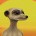 Lead the Meerkats