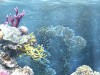 My Aquarium