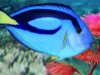 My Aquarium 2