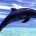 My Dolphin