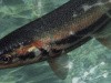 Reel Fishing Challenge II