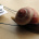 Snail Mail