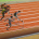Triple Running Sports