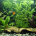 Zenquaria: Virtual Aquarium