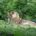 Zoo Disc Golf
