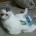 Image: Miyamoto Ready to Cough Up Nintencats Furball?