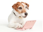 Here's a Dog Playing Nintendogs + Cats