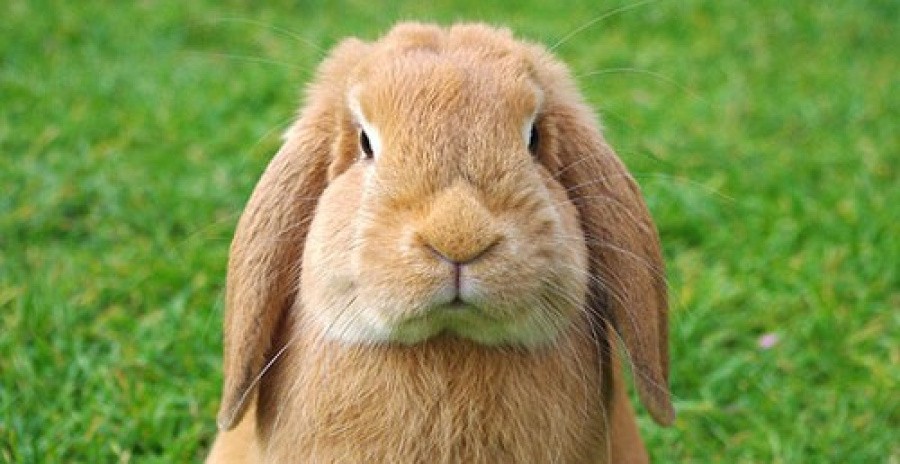 No bunnies were harmed in the creation of this news post