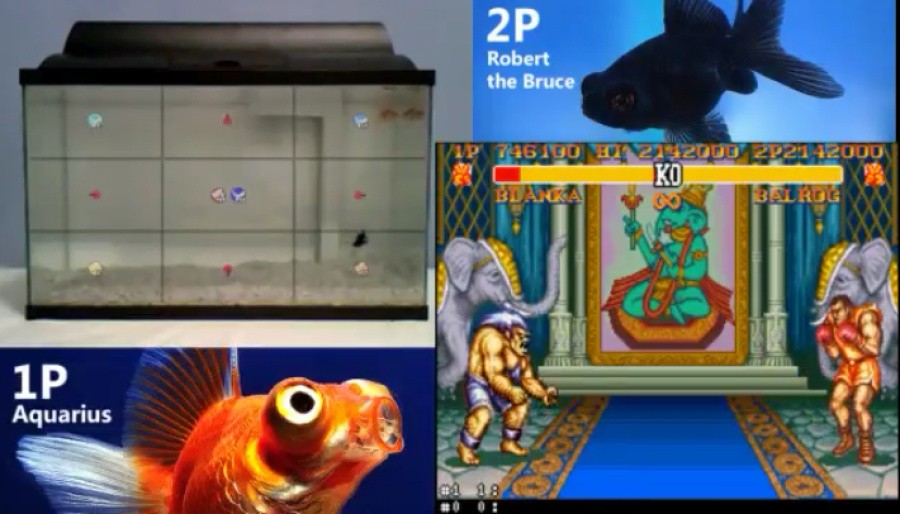 Fish SF2