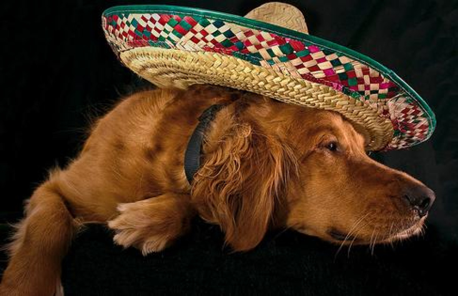 Dog Sombrero