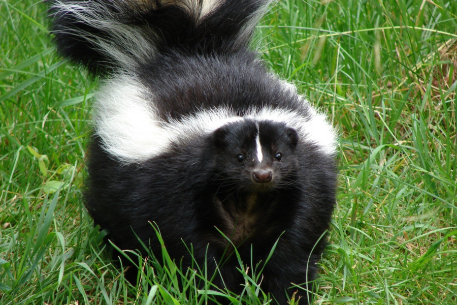 Skunk