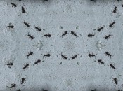 Ant Nation (WiiWare)