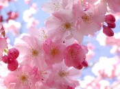 Hello Flowerz (DSiWare)