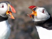 Puffins: Let's Fish! (DSiWare)