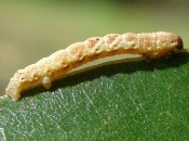 Inchworm Animation (DSiWare)