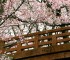 Review: Sakura Samurai: Art of the Sword (3DSWare)