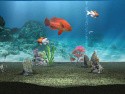 My Aquarium Screenshot My Aquarium Screenshot