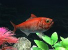 My Aquarium 2 Screenshot