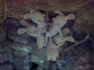 Raving Rabbids Travel in Time Screenshot