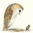 GramoIkinOwl
