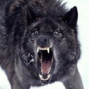 SavageBlackWolf