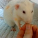 Dinky
