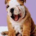 Laughing_Gravy