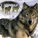 themajorwolfluver