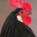 davidrooster