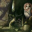 GramolkinOwl