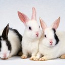 Formeerabbit