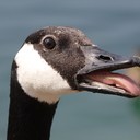 hissygoose