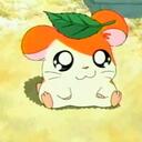 Hamtaro