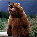 FuzzyBear