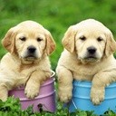 LabsAreTheBest