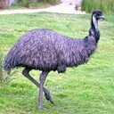 Idealess_emu